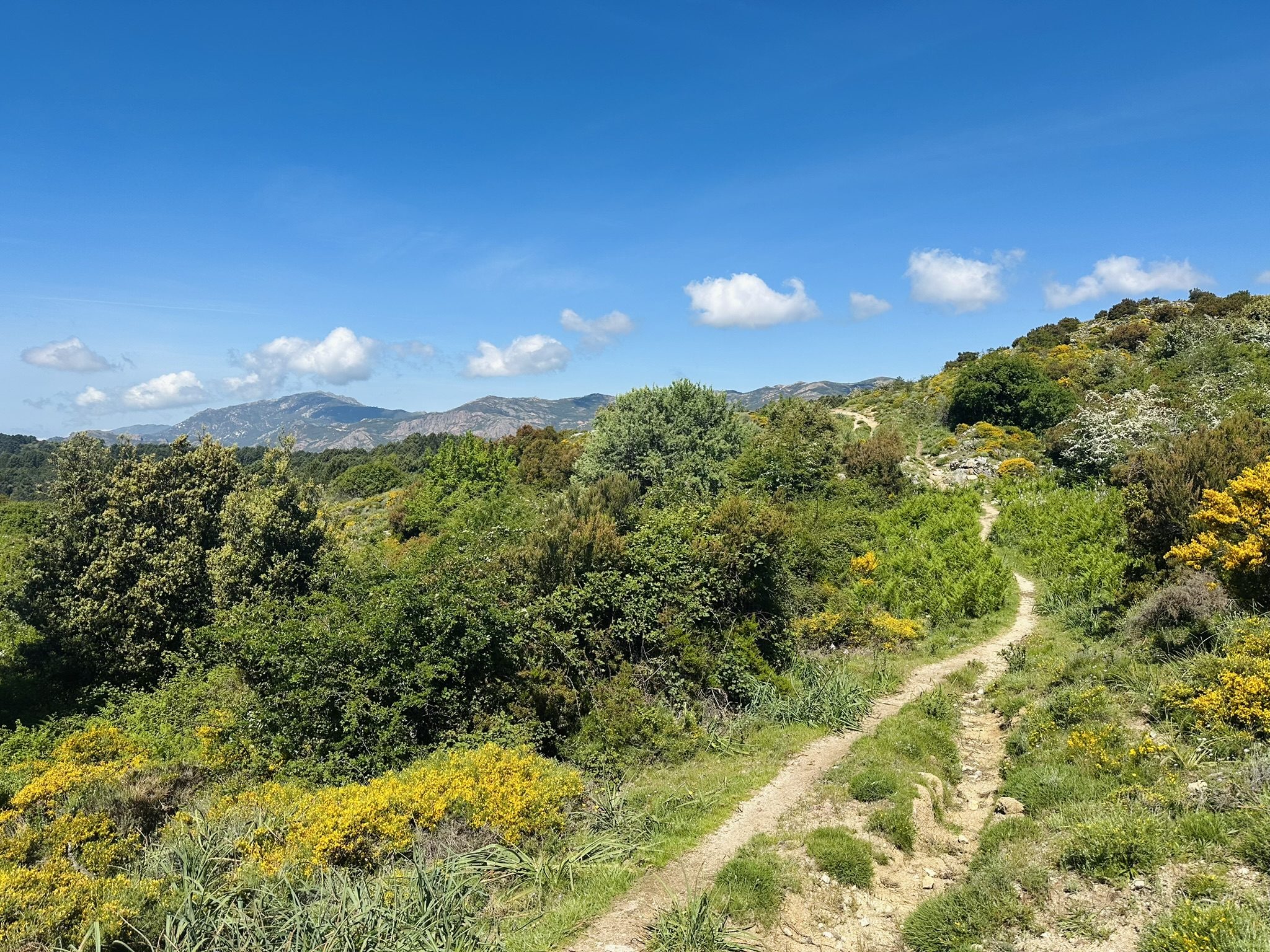 Sentier à travers le maquis corse avec montagnes