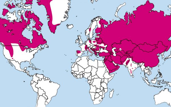 carte du loup dans le monde
