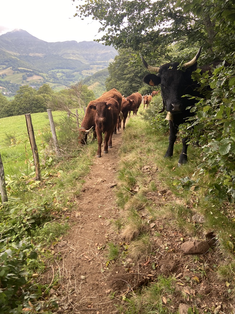vaches sur le gr400