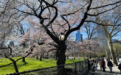 arbre-rose-central-park-2