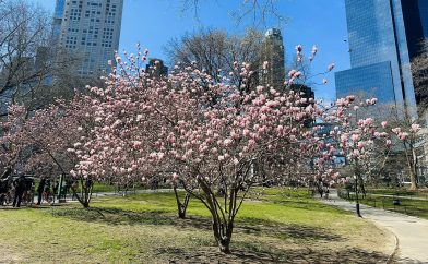 arbre-rose-central-park