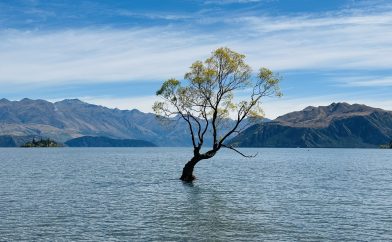 arbre-wanaka-tree