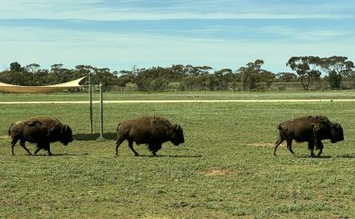 bisons