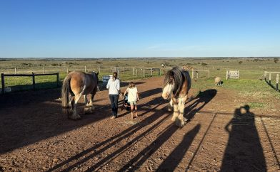 campsite-bush-animaux-2