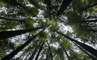 foret-sequoia-hauteur