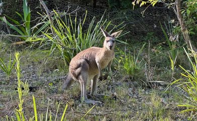 kangourou-nature
