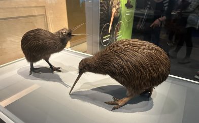 kiwis-musee