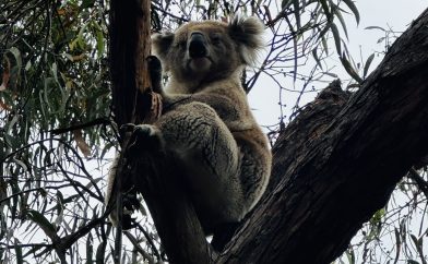 koala-dans-arbre