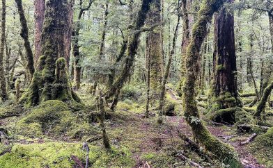 lake-gunn-nature-walk