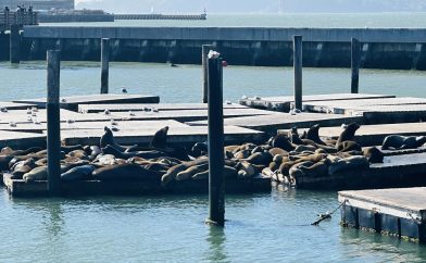 lions-mer-san-francisco