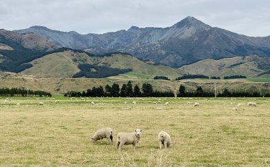 moutons-prairie