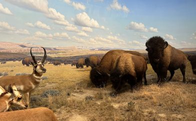 musee-sciences-histoire-naturelle-2