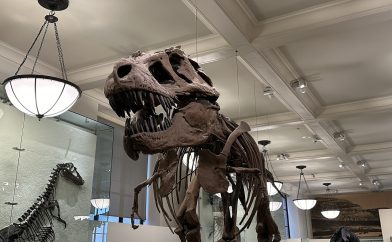 musee-sciences-histoire-naturelle-dinosaure
