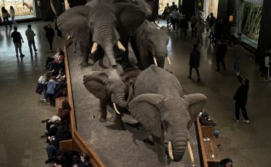 musee-sciences-histoire-naturelle-elephants