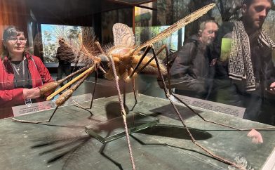 musee-sciences-histoire-naturelle-moustique