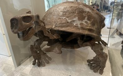 musee-sciences-histoire-naturelle-tortue