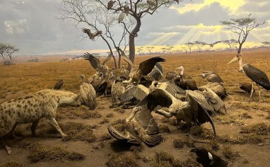 musee-sciences-histoire-naturelle-vautours