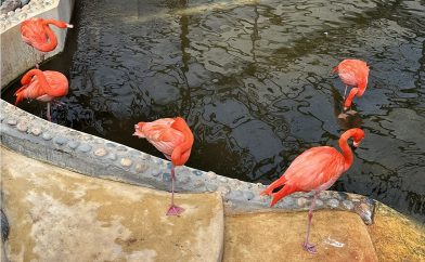 parc-botanique-hong-kong-flamands-rose