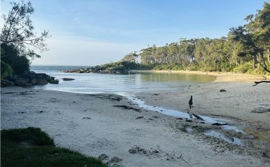 plage-et-kangourou