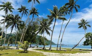 plage de cocotier