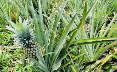 plantation d'ananas