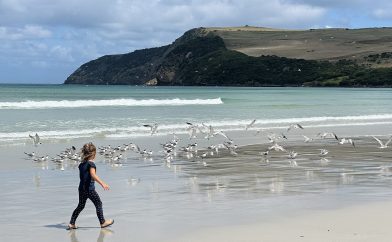 shelly-beach-oiseaux