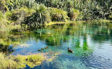 spring-canards