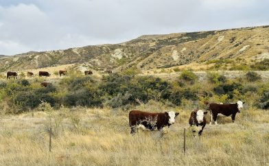 vaches-dans-champ